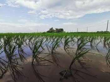 Plants growing in field against sky