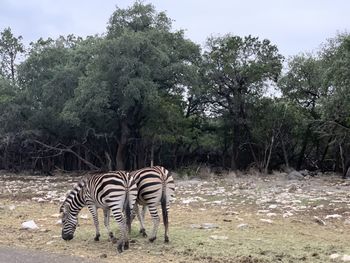 View of zebras on field in forest