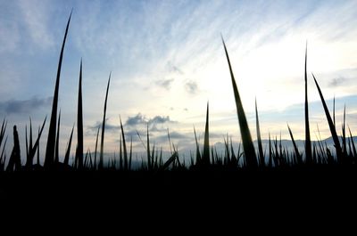 Plants on field against cloudy sky