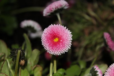 Close-up of pink flowering plant