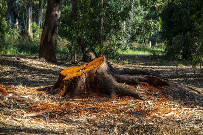 Log on tree trunk in forest