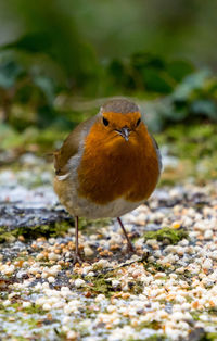 Close-up of bird perching on ground