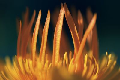 Close-up of orange flower