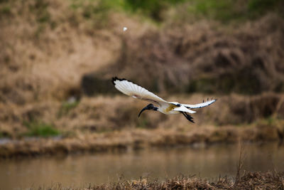 Seagull flying over a lake