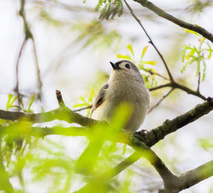 Low angle view of bird perching on branch