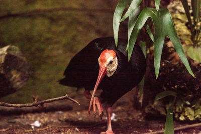 Close-up of bird perching