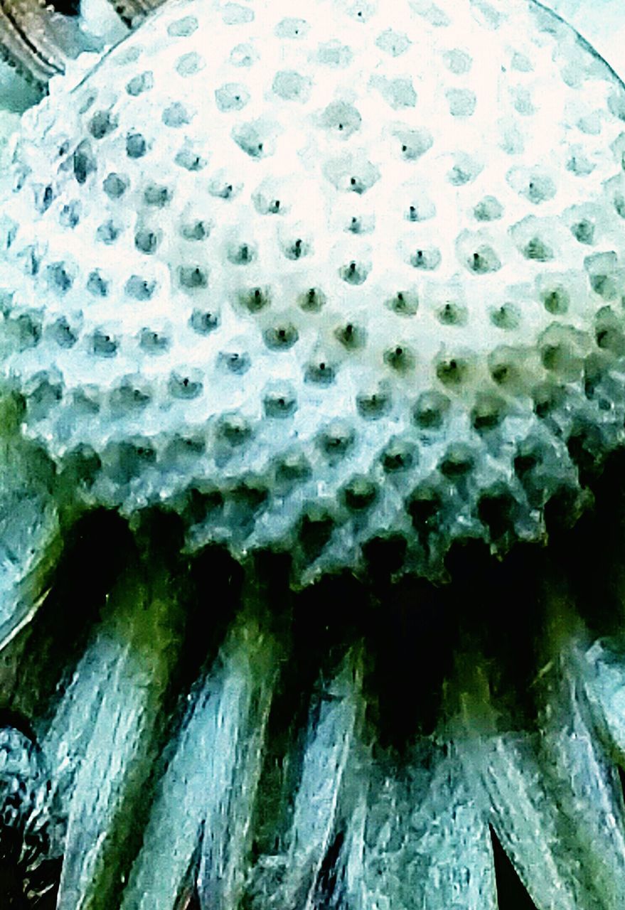 pattern, green color, no people, growth, nature, backgrounds, day, textured, plant, outdoors, close-up, cactus