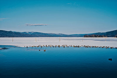 Birds swimming in lake against sky