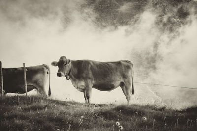 Cow standing in a field