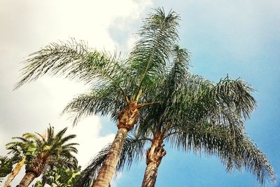 Low angle view of palm trees against sky