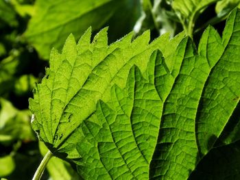 Close-up of green leaf on plant