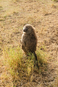 Monkey sitting on grassy field