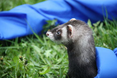 A domestic ferret playing in the grass with long blue tunnel toy. looking out of the tunnel