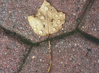 Close-up of leaf