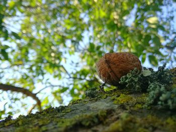 Close-up of lizard on tree against sky