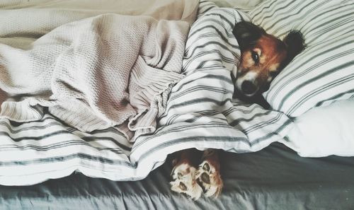 High angle view of a dog resting on bed