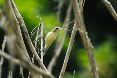 Close-up of bird perching on branch