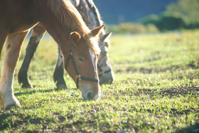 Horse grazing in field