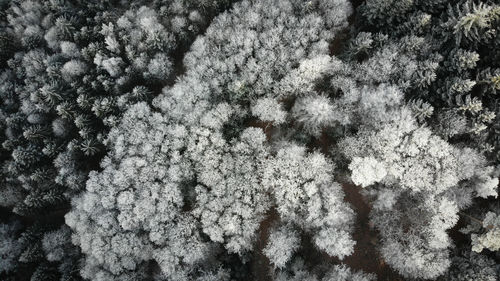 Full frame shot of frozen plants during winter