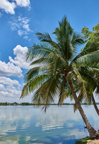 Low angle view of palm tree against sky