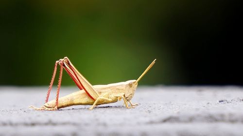 Close-up of insect