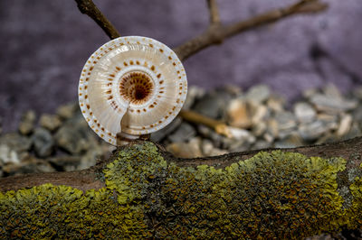 macro photography