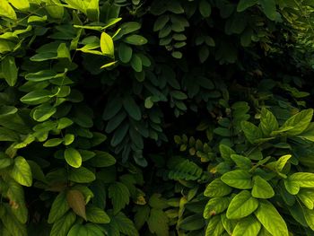 Full frame shot of leaves