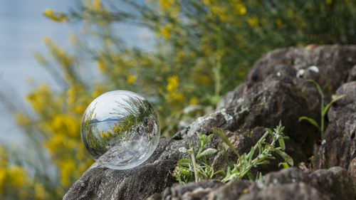 Close-up of ball on rock