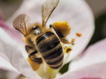 Close-up of bee pollinating on flower