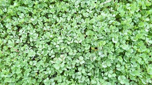 Full frame shot of leaves on field