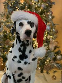 Christmas close-up of dog dalmatian 