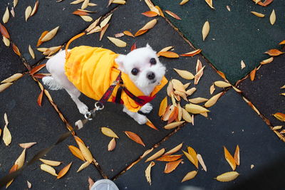 High angle view of dog on street