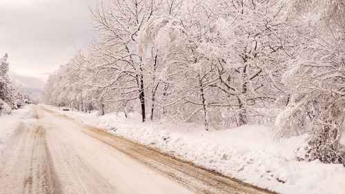 Snow covered road amidst trees during winter