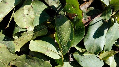 Close-up of fresh green leaves