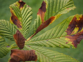 Close-up of leaves on plant