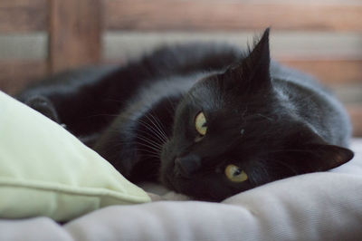 Close-up portrait of cat relaxing on bed at home