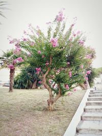 View of trees with pink flowers in foreground
