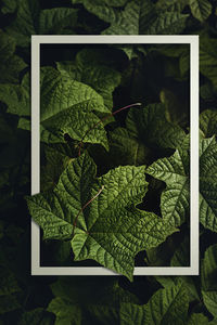 High angle view of leaves on field