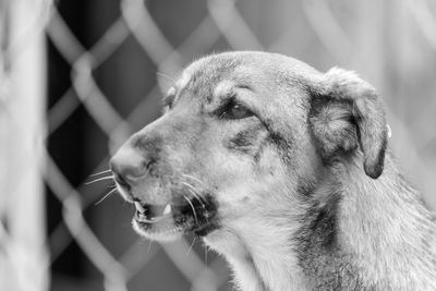 Close-up of dog looking away