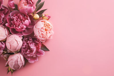 Close-up of flowers against pink background