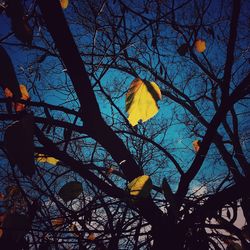 Low angle view of bare trees against sky