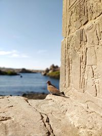Close up of a dove in a pharaonic temple, looking at the nile river .. egypt