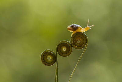 Close-up of snail on tendril