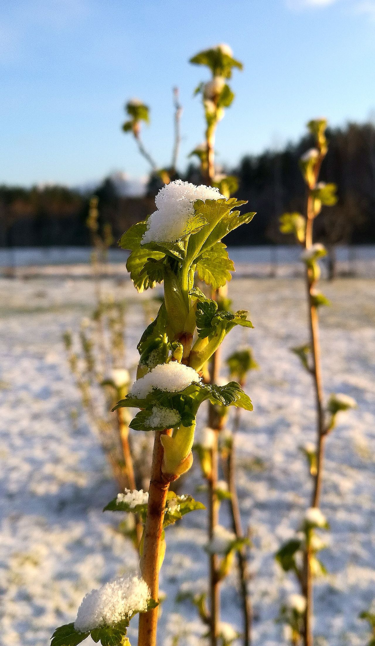 Black currant bush