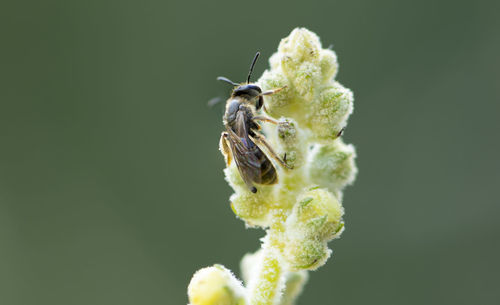 Close-up of bee pollinating flower