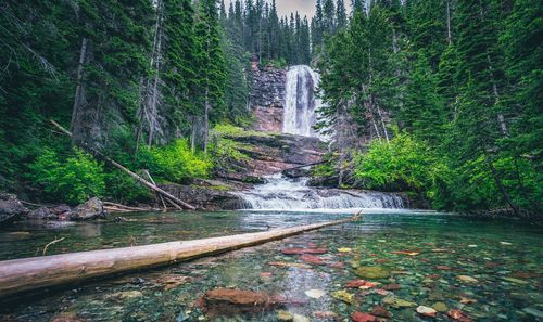 Scenic view of waterfall in forest