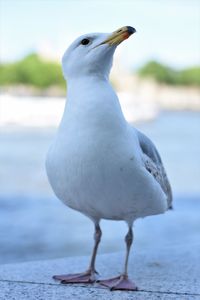 Close-up of seagull perching on retaining wall