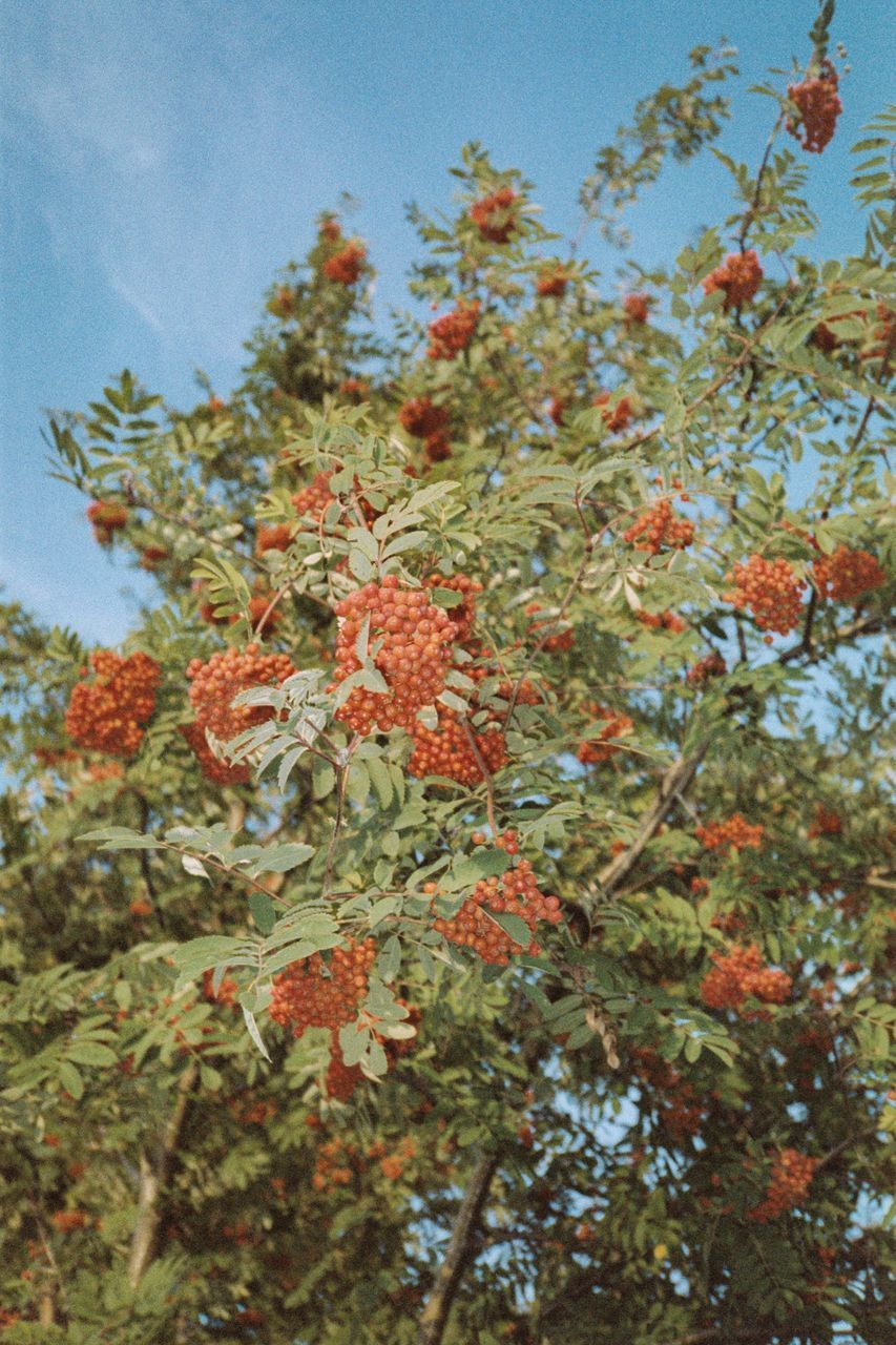 LOW ANGLE VIEW OF FLOWERING PLANT AGAINST TREES