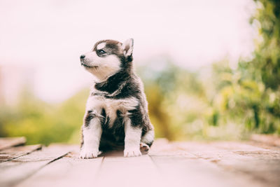 View of a dog looking away