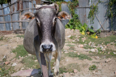 Portrait of a cow with gray fur 